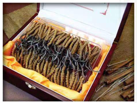 梅江冬虫夏草回收